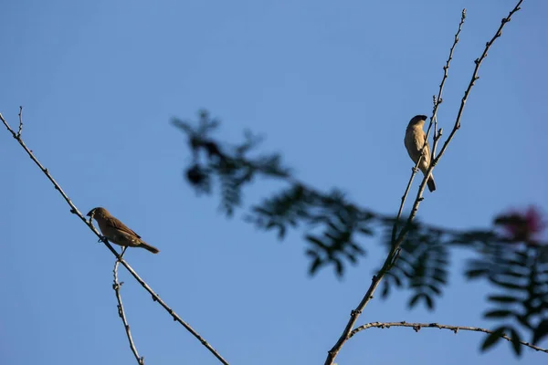 雀鸟栖息在粉红粉扑树上 — 图库照片