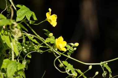 Acı kabak bitkisinin küçük sarı çiçeği.