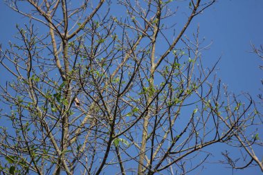 Ficus Hispida Linn veya Ficus Tinctoria, doğa bahçesindeki ağacın dallarında yetişiyor.