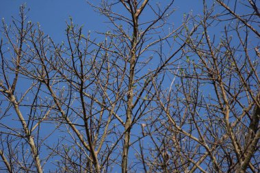 Ficus Hispida Linn veya Ficus Tinctoria, doğa bahçesindeki ağacın dallarında yetişiyor.
