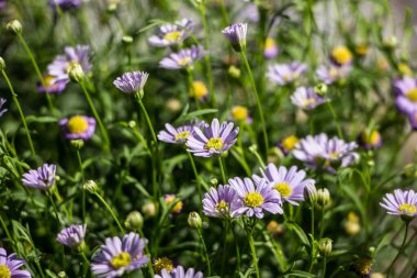 Mor Aster çiçekleri yeşil yapraklı bahçede açar.