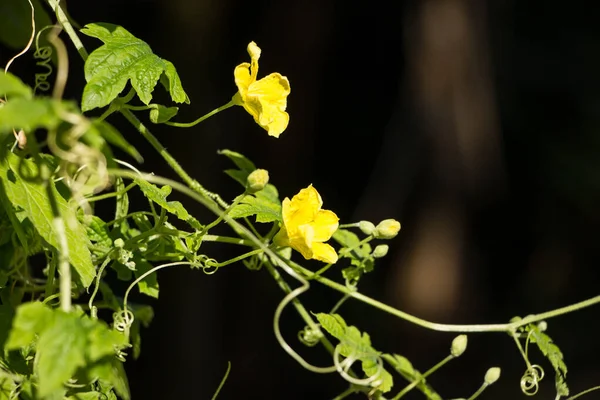Mały Żółty Kwiat Gorzkiej Dyni Warzywa — Zdjęcie stockowe