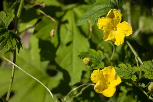 Маленький Жёлтый Цветок Горькой Тыквы — стоковое фото