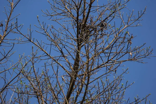 Ficus Hispida Linn或Ficus Tinctoria果树生长在大自然花园的树枝上 — 图库照片