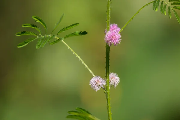 Gros Plan Fleur Mimosa Pudica Avec Fond Feuille Verte — Photo