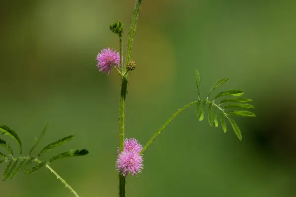 Gros Plan Fleur Mimosa Pudica Avec Fond Feuille Verte — Photo