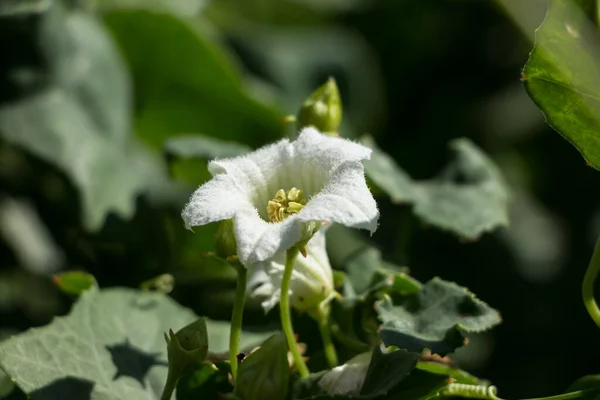 Белый Цветок Ivy Gourd Coccinia Grandis — стоковое фото