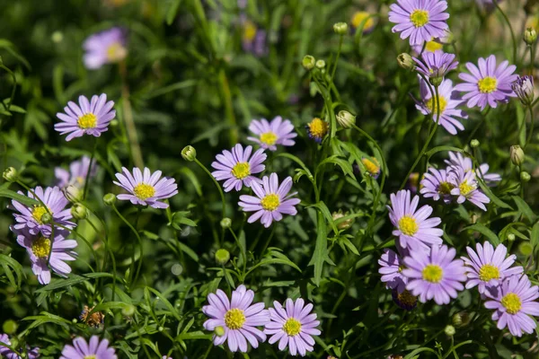 Veilchen Asterblumen Blühen Garten Mit Grünem Blatt — Stockfoto