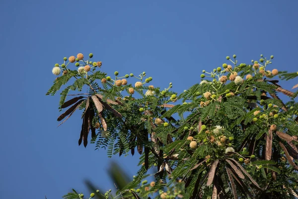 Bloem Van Horse Tamarinde Boom Leucaena Fruit Witte Popinac Wildbloemen — Stockfoto