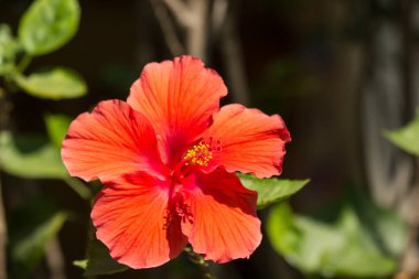 Kırmızı Hibiscus rosa-sinensis polenini kapat veya yeşil yapraklı Cooperi