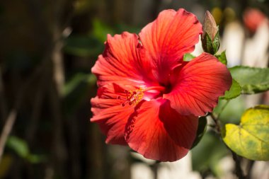 Kırmızı Hibiscus rosa-sinensis polenini kapat veya yeşil yapraklı Cooperi