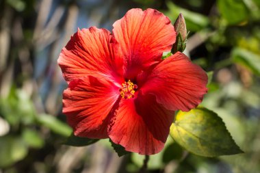 Kırmızı Hibiscus rosa-sinensis polenini kapat veya yeşil yapraklı Cooperi