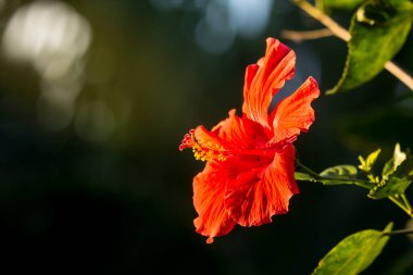 Kırmızı Hibiscus rosa-sinensis polenini kapat veya yeşil yapraklı Cooperi