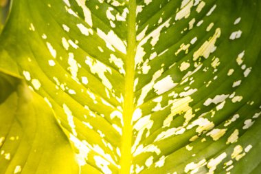 Dieffenbachia ağacının yeşil ipucunu kapat.