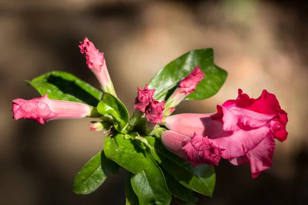 Primer Plano Rosa Rosa Del Desierto Rosa Flores —  Fotos de Stock