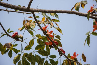 Bombax 'ın kırmızı çiçeği yeşil yapraklı ceiba ağacı