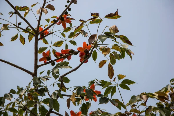 Flor Vermelha Bombax Ceiba Árvore Com Folha Verde — Fotografia de Stock