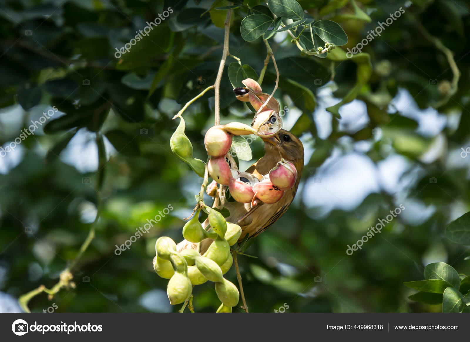 472 Manila Tamarind Pictures Manila Tamarind Stock Photos Images Depositphotos