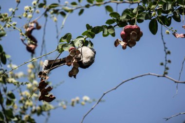 Ağaçta kuş ve manila demiriyle meyve, tropikal meyve.