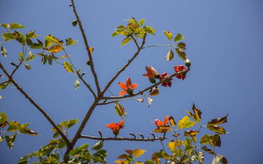 Bombax 'ın kırmızı çiçeği yeşil yapraklı ceiba ağacı