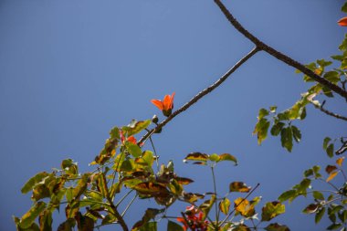 Bombax 'ın kırmızı çiçeği yeşil yapraklı ceiba ağacı