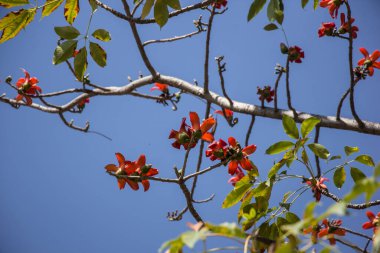 Bombax 'ın kırmızı çiçeği yeşil yapraklı ceiba ağacı