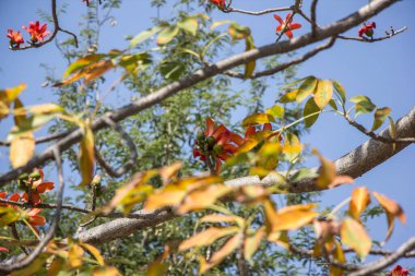 Bombax 'ın kırmızı çiçeği yeşil yapraklı ceiba ağacı