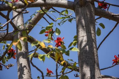 Bombax 'ın kırmızı çiçeği yeşil yapraklı ceiba ağacı
