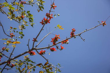 Bombax 'ın kırmızı çiçeği yeşil yapraklı ceiba ağacı