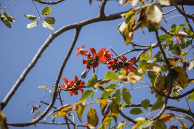 Bombax 'ın kırmızı çiçeği yeşil yapraklı ceiba ağacı