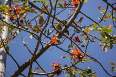 Bombax 'ın kırmızı çiçeği yeşil yapraklı ceiba ağacı