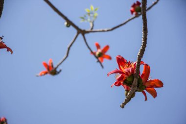 Bombax 'ın kırmızı çiçeği yeşil yapraklı ceiba ağacı