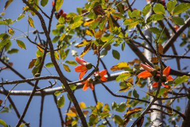 Bombax 'ın kırmızı çiçeği yeşil yapraklı ceiba ağacı