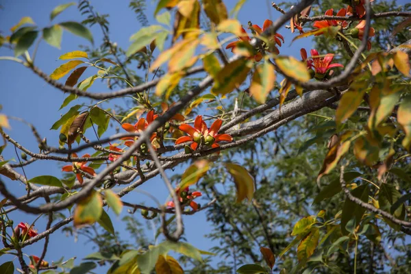 Bombax 'ın kırmızı çiçeği yeşil yapraklı ceiba ağacı