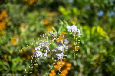 Kapat küçük beyaz karışık menekşe çiçeği ya da Duranta pişman