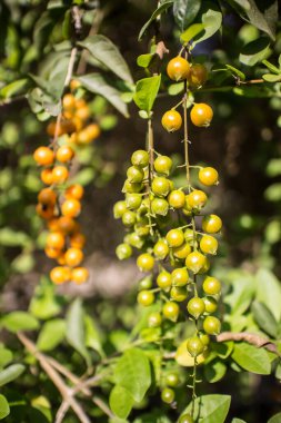 Duranta 'nın küçük tohumları ağaçta çiçek açtığına pişman oldu.