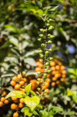 Duranta 'nın küçük tohumları ağaçta çiçek açtığına pişman oldu.