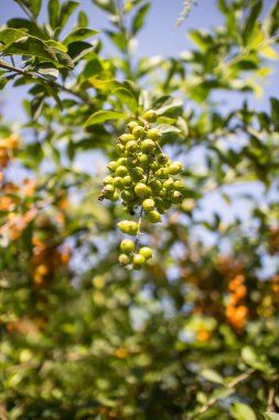 Duranta 'nın küçük tohumları ağaçta çiçek açtığına pişman oldu.