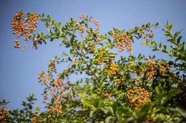 Duranta 'nın küçük tohumları ağaçta çiçek açtığına pişman oldu.