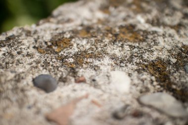 Mos dokusu arka plan. Stone 'un arka planında Die Brown koyu moz.