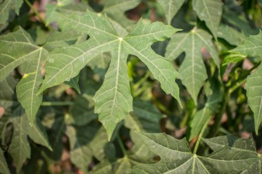 Ağaç ıspanağı ya da Chaya bitkisinin bahçeye yakın çekimi.