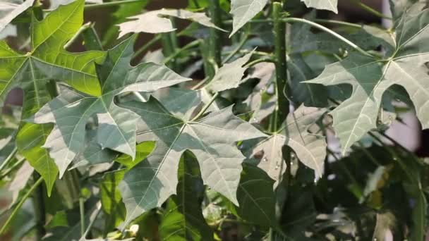 Closeup Tree Spinach Chaya Plants — Stock video