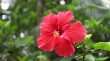 Karınca ve kırmızı Hibiscus rosa-sinensis 'i kapatın.