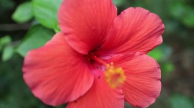 Karınca ve kırmızı Hibiscus rosa-sinensis 'i kapatın.
