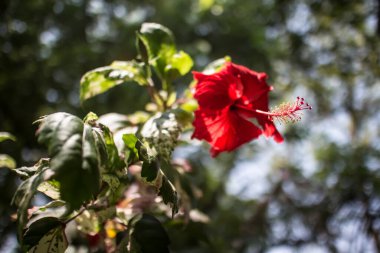 Kırmızı Hibiscus rosa-sinensis polenini kapat veya yeşil yapraklı Cooperi