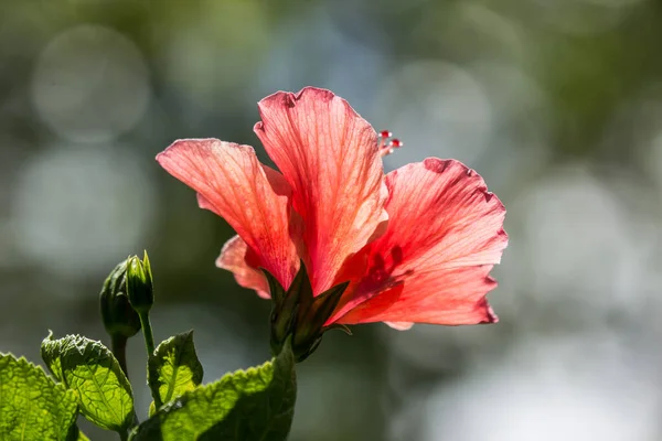 Primer Plano Polen Hibiscus Rosa Sinensis Rojo Cooperi Con Fondo — Foto de Stock