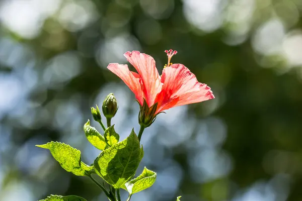 Close Pollen Red Hibiscus Rosa Sinensis Cooperi Green Leaf Background — Stock Photo, Image