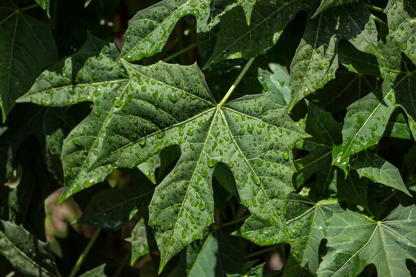 Closeup Plantas Espinafre Árvore Chaya Com Gota Água — Fotografia de Stock