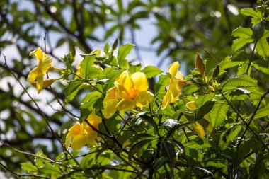 Yeşil yapraklı Sarı Allamanda 'ya yaklaş