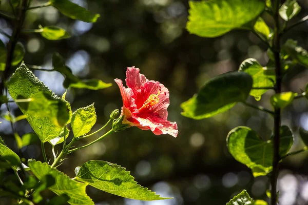 Primer Plano Polen Hibiscus Rosa Sinensis Rojo Cooperi Con Fondo —  Fotos de Stock